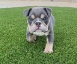 Small Photo #1 Bulldog Puppy For Sale in COVINGTON, WA, USA
