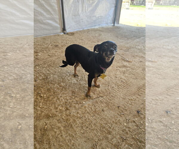 Medium Photo #3 Chihuahua Puppy For Sale in Sandy, UT, USA