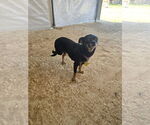 Small #2 Chihuahua