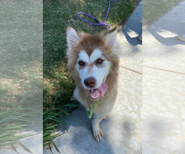 Medium Photo #6 Siberian Husky-Unknown Mix Puppy For Sale in Newport Beach, CA, USA