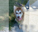 Small #5 Siberian Husky Mix
