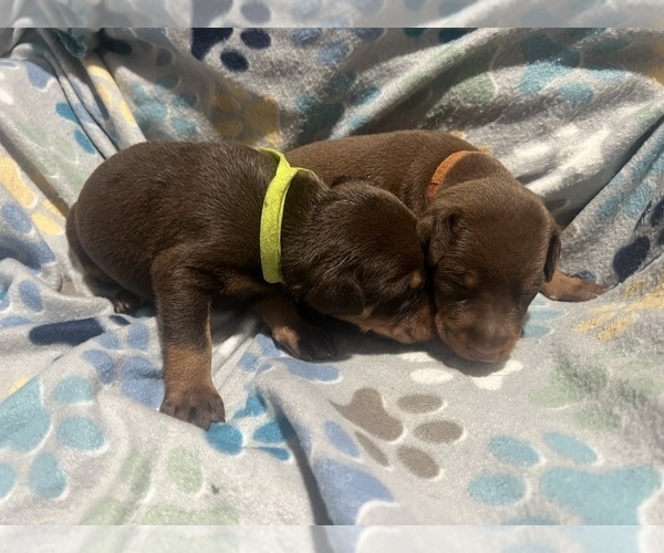 Medium Photo #2 Doberman Pinscher Puppy For Sale in BRINKLEY, AR, USA