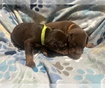 Small #1 Doberman Pinscher