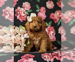 Cock-A-Poo Puppy for sale in KIRKWOOD, PA, USA