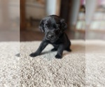 Small #8 Labrador Retriever