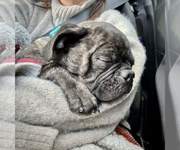 Medium Photo #2 Pug Puppy For Sale in Dumont, NJ, USA