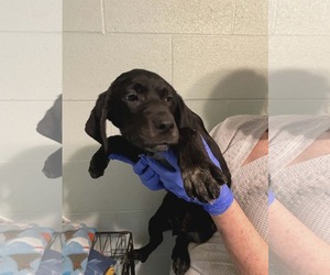 Labrador Retriever-Unknown Mix Dogs for adoption in Frenchburg, KY, USA