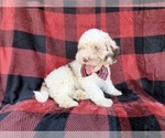 Small #2 Cockapoo (Miniature)