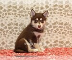 Small Photo #2 Pomsky Puppy For Sale in DENVER, PA, USA