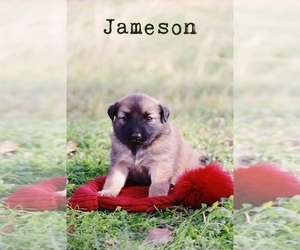 Australian Shepherd-Great Pyrenees Mix Puppy for sale in BARRY, TX, USA