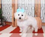 Small Photo #4 Maltese Puppy For Sale in NAPLES, FL, USA