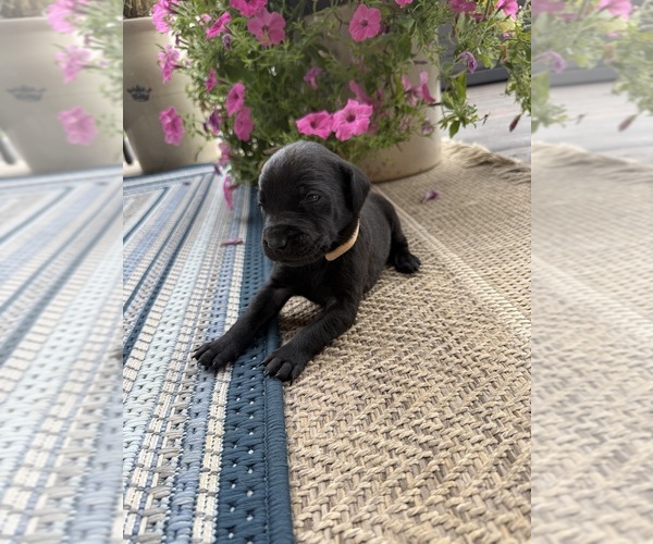 Medium Photo #6 Labrador Retriever Puppy For Sale in COOKEVLE, TN, USA