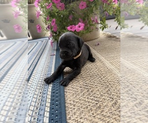 Medium Labrador Retriever