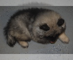 Small Photo #10 Keeshond Puppy For Sale in FAYETTEVILLE, TN, USA