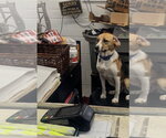 Small #3 Beagle Mix