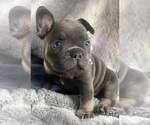 Puppy 4 French Bulldog