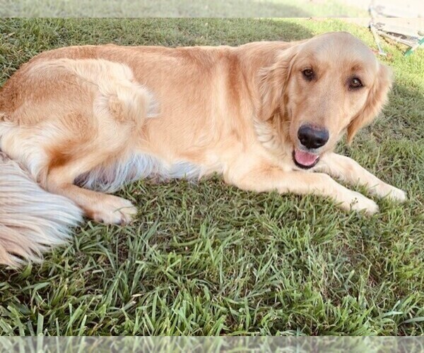 Medium Photo #1 Golden Retriever Puppy For Sale in COMFORT, TX, USA