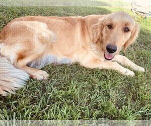 Mother of the Golden Retriever puppies born on 07/01/2025