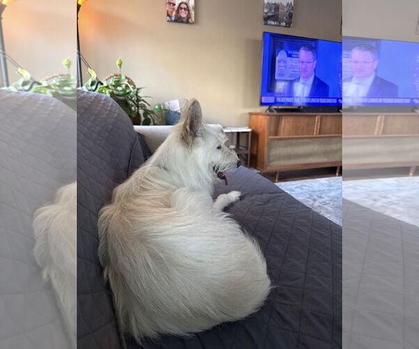 Medium Photo #7 Mutt Puppy For Sale in Euless, TX, USA