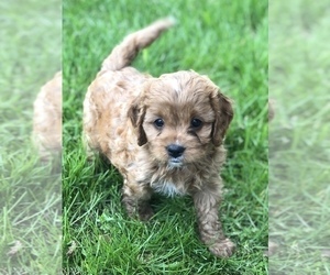 Cavapoo Puppy for sale in MILLERSBURG, OH, USA