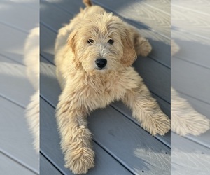 Goldendoodle Puppy for Sale in SOUTH BOSTON, Virginia USA