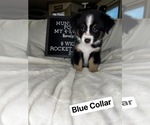 Small Photo #1 Miniature Australian Shepherd Puppy For Sale in ANNISTON, AL, USA