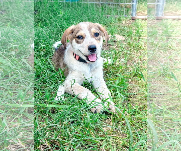 Medium Photo #3 Collie Puppy For Sale in Denton, TX, USA