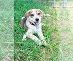 Small #2 Collie