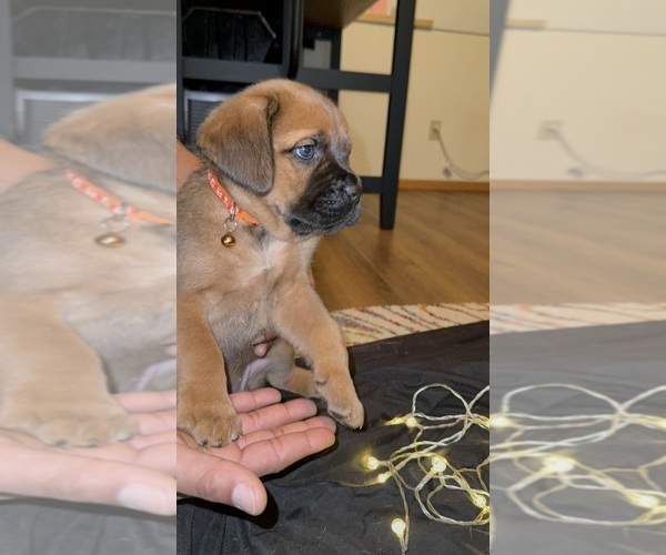 Medium Photo #1 Anatolian Mastiff-Cane Corso Mix Puppy For Sale in VANCOUVER, WA, USA