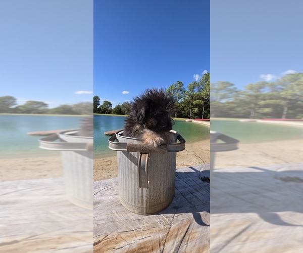 Medium Photo #18 Aussiedoodle Toy Puppy For Sale in JONES, OK, USA