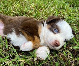 Miniature Australian Shepherd Puppy for sale in MONTICELLO, SC, USA