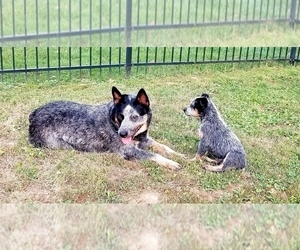 Mother of the Australian Cattle Dog puppies born on 05/25/2022