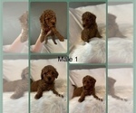 Puppy Puppy 1 Goldendoodle-Poodle (Toy) Mix