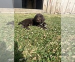 Puppy Cream Puppy German Wirehaired Pointer