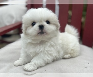 Pekingese Puppy for sale in MESQUITE, TX, USA