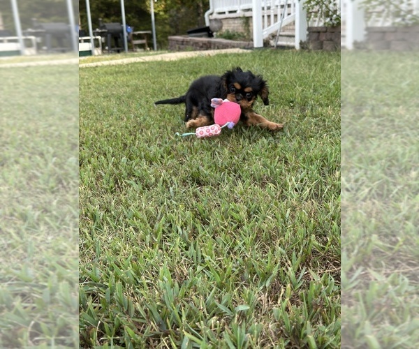 Medium Photo #9 Cavalier King Charles Spaniel Puppy For Sale in GREENVILLE, MO, USA