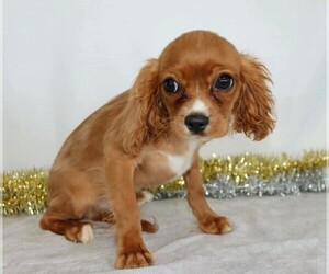 Cavalier King Charles Spaniel Puppy for sale in FREDERICKSBG, OH, USA