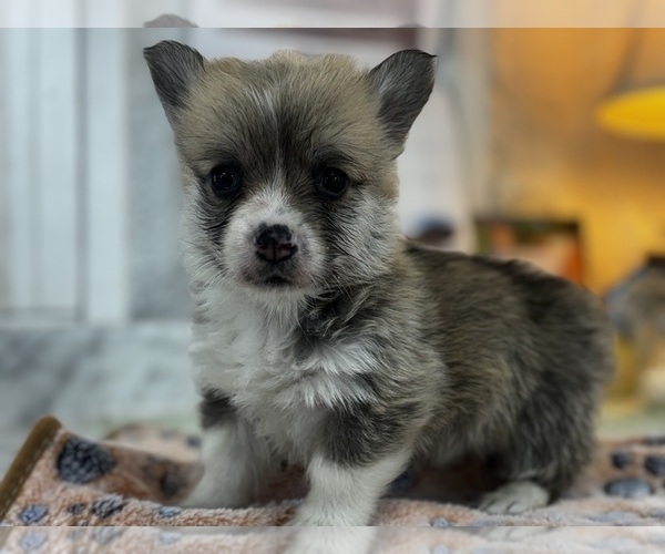 Medium Photo #8 Pembroke Welsh Corgi Puppy For Sale in COBLESKILL, NY, USA
