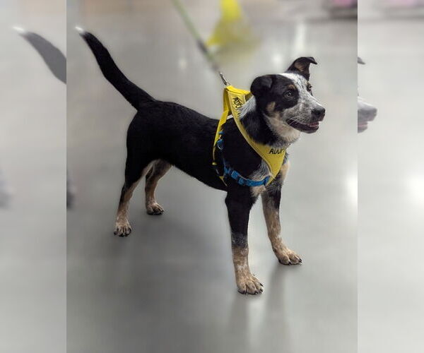 Medium Photo #1 Mutt Puppy For Sale in Milner, GA, USA