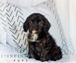 Small #1 Cavapoo (Miniature)
