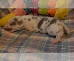 Small Photo #28 Great Dane Puppy For Sale in SPRAGGS, PA, USA