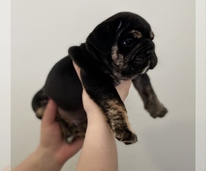 English Bulldog Puppy for sale in ORLANDO, FL, USA