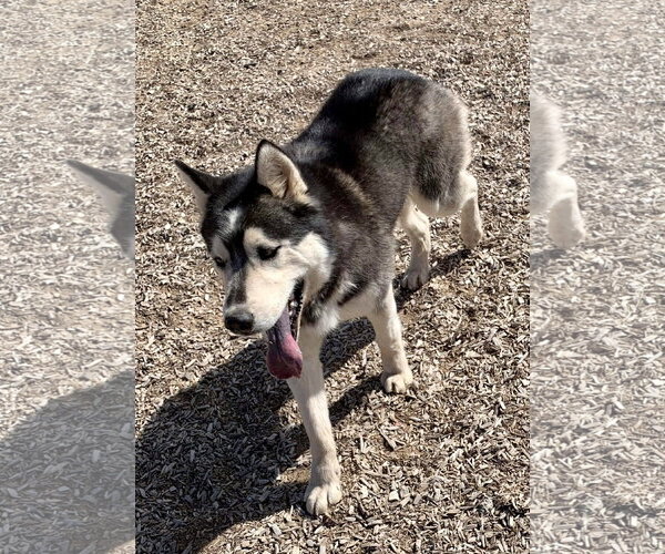 Medium Photo #7 Siberian Husky Puppy For Sale in Cedar Crest, NM, USA