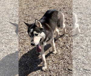 Ralph - Male Siberian Husky Dog for Adoption - Photo #7