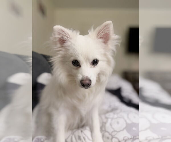 Medium Photo #1 American Eskimo Dog Puppy For Sale in Pikesville, MD, USA