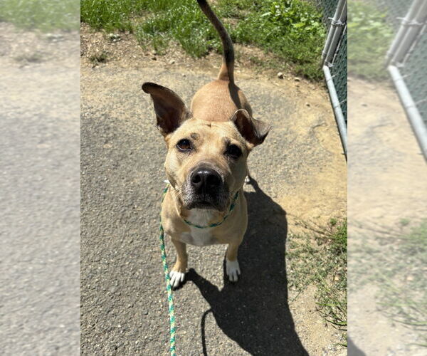 Medium Photo #4 American Staffordshire Terrier-Unknown Mix Puppy For Sale in Brewster, NY, USA