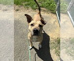 Small #3 American Staffordshire Terrier Mix