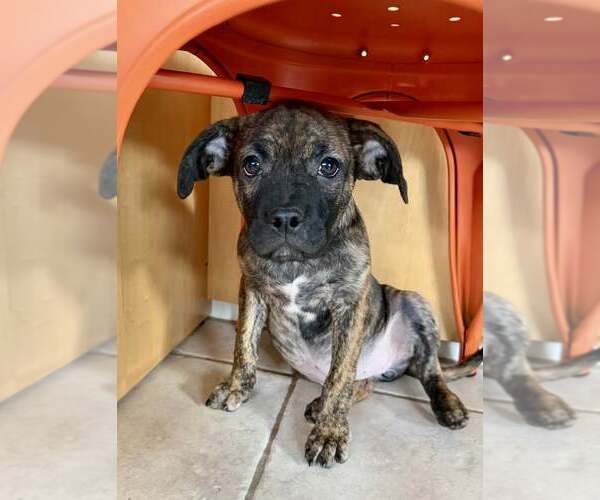 Medium Photo #2 Box-a-Pug Puppy For Sale in Cave Creek, AZ, USA