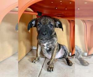 Box-a-Pug Dogs for adoption in Cave Creek, AZ, USA