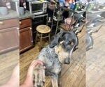 Small #3 Bluetick Coonhound